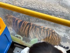 -栾川竹海野生动物园