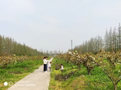-上海长兴岛郊野公园