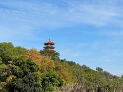 -深圳仙湖植物园