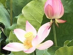 -三圣花乡旅游区