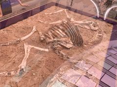 -陕西自然博物馆