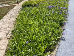 -春花秋色城市公园