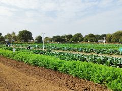 -上膳源有机农场