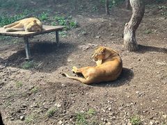 -大连森林动物园