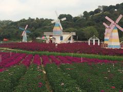 -松山湖梦幻百花洲