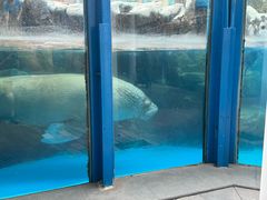 -海合安成都极地海洋公园