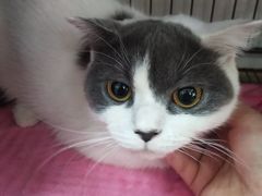 -瑞鹏宠物医院·骨科·猫科·内科(第一中心)