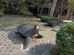 -广东惠东海龟国家级自然保护区