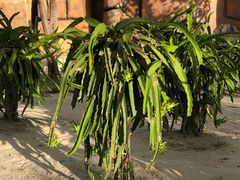 -芽庄珍珠岛游乐园