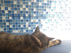 -Sirena海妖日咖夜酒