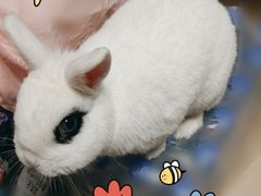 -北京观赏动物医院·24小时大型综合·猫专科·异宠专科