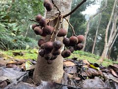 -中国科学院西双版纳热带植物园
