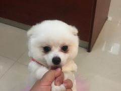 -艾贝尔宠物诊疗