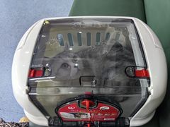 -顺强宠物诊所·狂犬免疫·夜诊·骨科(嘉定店)