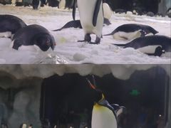 -珠海长隆海洋王国