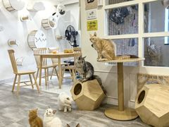 -楼上猫咖(罗湖店)