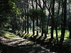-丁香湖公园