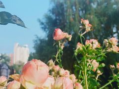 -人民公园(罗湖区)