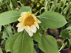 -郑州植物园