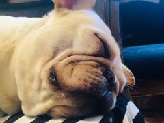 -more than meow吴止猫主题餐厅(承德 中船汇店)