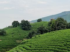 -帐篷客·溪龙茶谷度假酒店