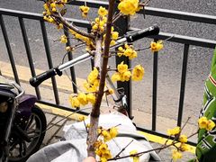 -万商花鸟市场