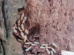 -东寨港红树林旅游区