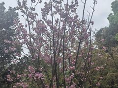 -南山植物园