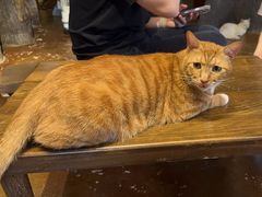 -猫猫幼稚园·撸猫·桌游·电玩