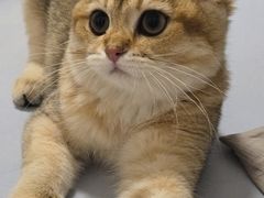 -天宠宠物医院24小时·急重症诊疗中心·全科·腔镜特色(和平分院)