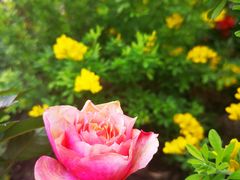 -双季花艺园艺市场(浦东店)