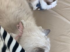 -怪兽屋·羊驼·猫咖·狗咖(俊华广场店)