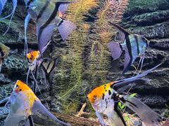 -上海海洋水族馆