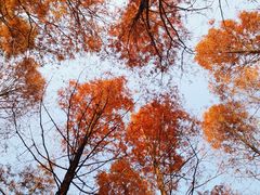 -白水寺森林公园
