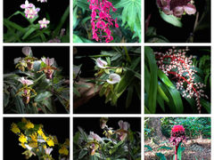 -中国科学院西双版纳热带植物园