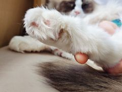 -鼓捣猫呢主题猫咖店