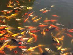-白洋淀景区