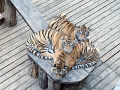 -云南野生动物园