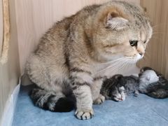 -Meowの猫咖(万家丽店)