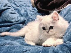 -柚子猫舍·精品猫舍购猫·猫咪认养·购宠·宠物店