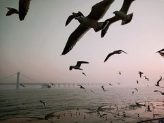 -星海湾跨海大桥