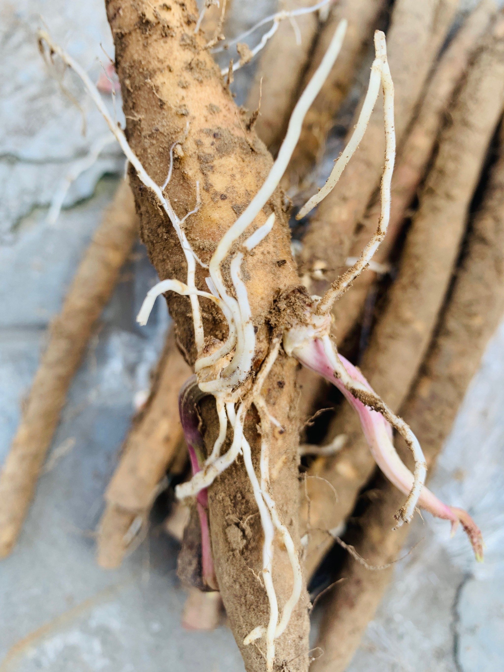 山药发芽了,三伏的排骨山药汤还没安排上