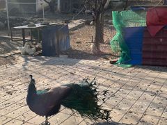 -丽泽山庄·生态怀柔菜·虹鳟鱼(红螺寺店)