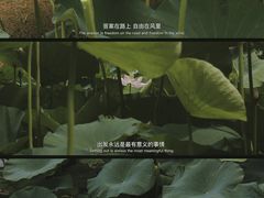 -荷塘月色湿地公园·向阳花洲