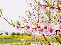 -九里河湿地公园