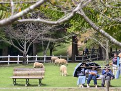 -神户市立六甲山牧场