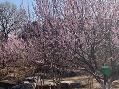 -北京西山国家森林公园