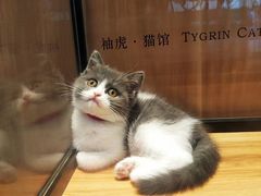 -袖虎·猫馆(体育西路店)