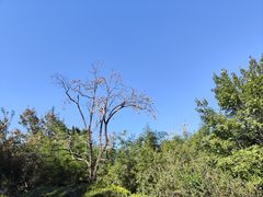 -香山公园