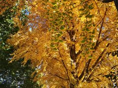 -三里屯东五街银杏大道